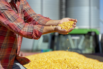 На снижение зависимости от импорта семян кукурузы РФ потратит 9,5 млрд